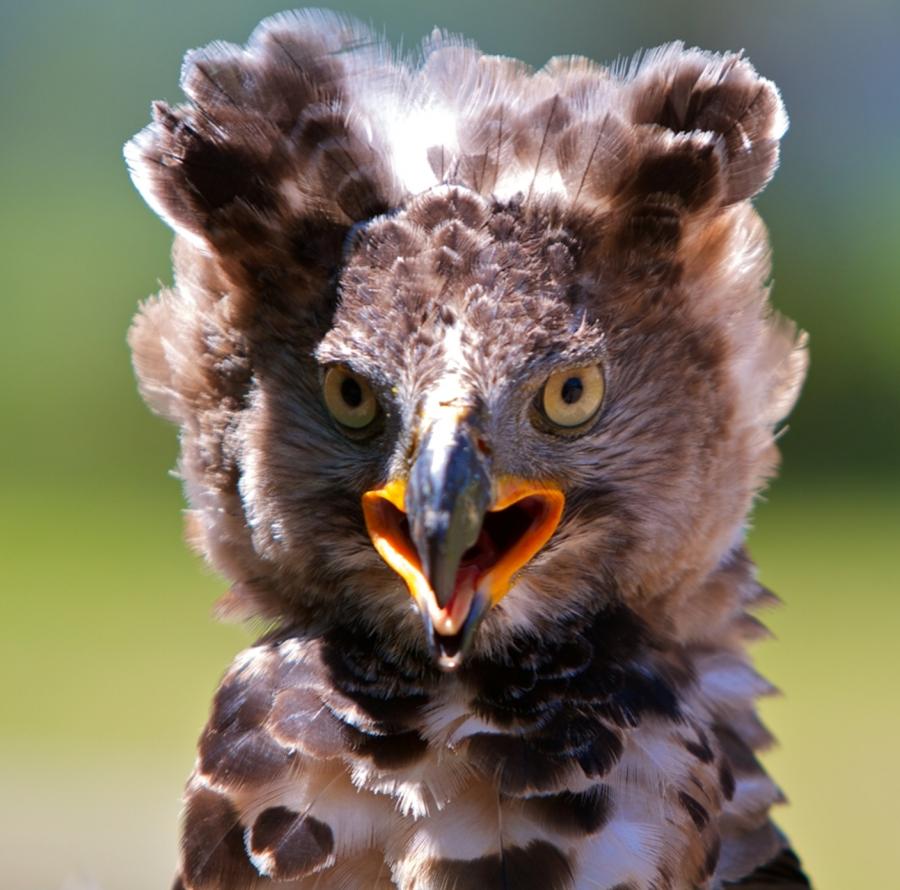 african crowned eagle head